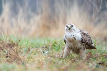 A white common buzzard (Buteo buteo)