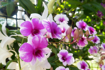 SERDANG, MALAYSIA -DECEMBER 05, 2021: Colorful tropical and exotic orchids flower in plants nursery. Some of them have made flower arrangements. Grows lush and flowers beautifully