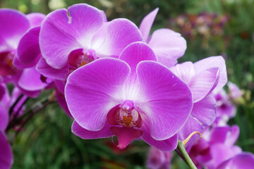 SERDANG, MALAYSIA -DECEMBER 05, 2021: Colorful tropical and exotic orchids flower in plants nursery. Some of them have made flower arrangements. Grows lush and flowers beautifully