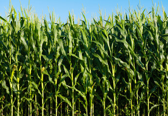 green field of corn growing in the field on a sunny day