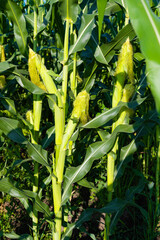 Fototapeta premium green field of corn growing in the field on a sunny day