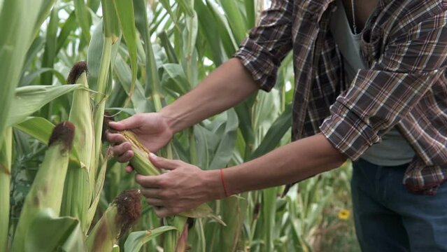 An agronomist in a corn field inspects the corn crop. Agriculture.