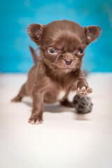 Fototapeta na wymiar Brown Chihuahua puppy walks forward, paw raised, selective focus.