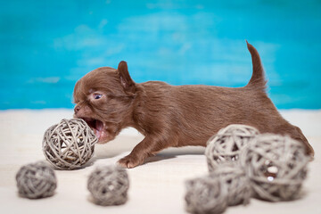 Little Chihuahua puppy playing, biting the ball of the vine, selective focus.