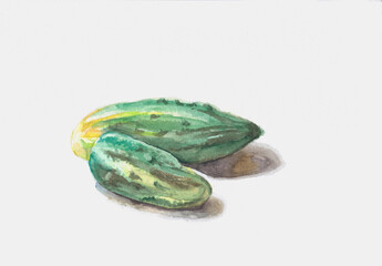 Hand drawn watercolor illustration of the food: Green cucumber.