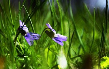 blue iris flowers