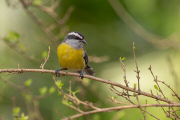 Fototapeta premium A Bananaquit also known as Cambacica perched on a guava tree. Species Coereba flaveola. Stunning yellow plumage. Bird lover. Birdwatching. Birding.