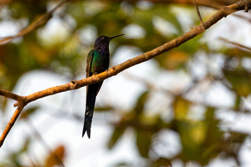 The swallow-tailed hummingbird perched on a branch of a tree in the forest. Its tail resembles scissors. The specie Eupetomena macroura also know the Beija-flor Tesoura. Birdwatching. Animal World.