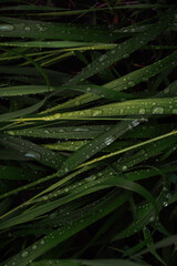 Fototapeta premium Green grass with raindrops background. Top view.