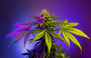Big flowering cannabis plant in colored purple light on violet background. Medical marijuana background. Beautiful cannabis with big leaves and bud flower. Art hemp for cosmetic, medicinal, industry