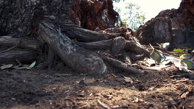 Cinematic slide shot of a broken tree and it's roots pictured at ground level as shadows from the branches sway in the breeze. The split timber was perhaps caused by a strike of lightning or termites.