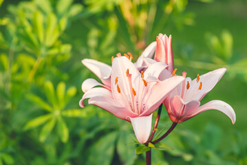 Pink and white Trumpet Lily on sunny day with copy space as Easter background