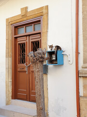 A cat sits on the electricity meter box next to the brown door of a traditional house in old...