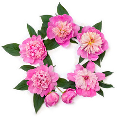 Pink peonies on a white background with space for text. Top view, flat lay