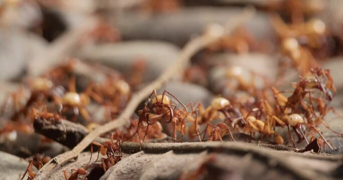 Large Amazon army ant soldiers being cleaned by small colony workers - close up
