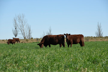 Naklejka premium Cow grazing in pampas countryside, La Pampa, Argentina.