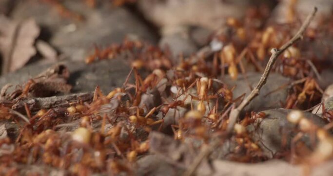 Crowd of army ants carrying small white larvas on rocky Amazon floor - tracking