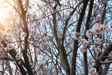 background of spring cherry blossoms tree. selective focus