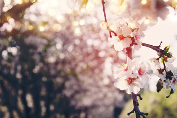 background of spring cherry blossoms tree. selective focus