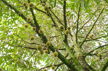 Fototapeta premium Fresh small durian on tree in Chanthaburi, Thailand, king of fruit in Thai, product quality for export, small durians waiting to be planted until they are ready to be harvested, bottom view