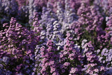 close up of lavender flowers