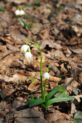 Spring snowflake (Leucojum vernum) bloom in the park on old leaves background. First spring flowers photo outdoors