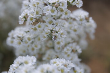 flowers on a tree