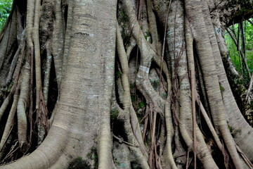 Banyan tree with big roots in the forest