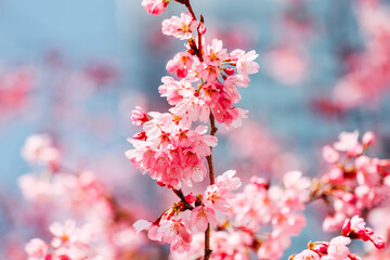Cherry blossoms in full bloom