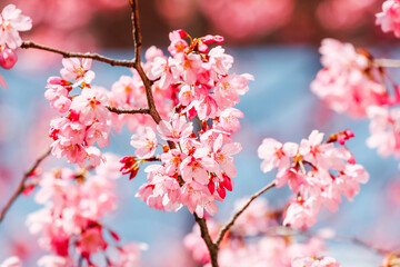 Cherry blossoms in full bloom