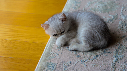 baby persian cat looking