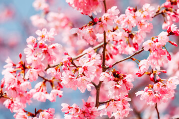 Cherry blossoms in full bloom