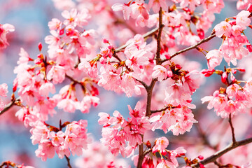 Cherry blossoms in full bloom