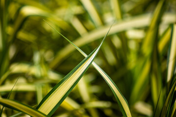 close up of green grass