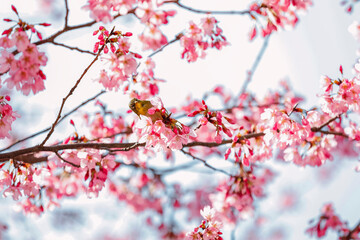 Cherry blossoms in full bloom