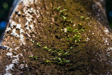 little plants on tree