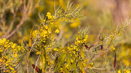 Carob tree with yellow flowers