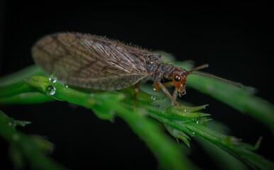 macro of a fly
