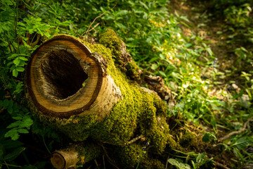 tree stump that has been hollowed on ground in growth of grass leaves and moss