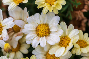 Fototapeta premium First white chrysanthemum at year 2022