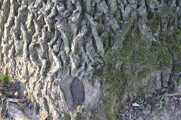 Baum in Nahaufnahme. Moos wächst auf der Rinde von Bäumen. Raue Rinden Struktur. Rinden...