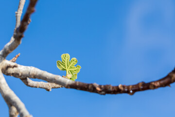 Small young green leaf on bare branch at morning