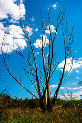 dead tree reaching up to the sky against clear sky