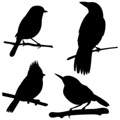 bird on a branch black silhouette isolated vector