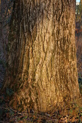 Baumrinde in Nahaufnahme. Der Frühling steckt in den Kinderschuhen und die Äste sprießen. Die Rinde des Baumes ist roh und wirkt abstrakt. Die Blätter beginnen sich zu öffnen und werden grün. Laubbaum