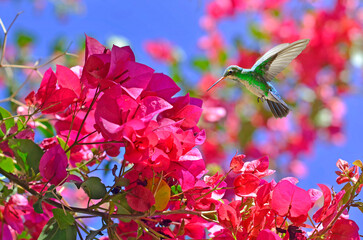 Colibrí esmeralda entre Bunganvillas fucsia © Maelia Rouch