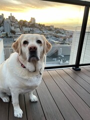 Labrador Retriever on a deck in San Francisco with the city view in the background at sunset. 