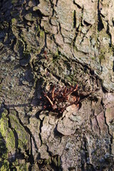 Baum in Nahaufnahme. Moos wächst auf der Rinde von Bäumen. Raue Rinden Struktur. Rinden...