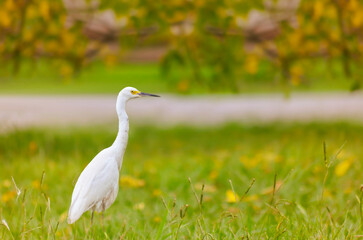 Garza real blanca