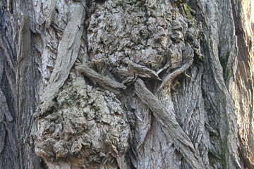 Abstraktion der Baumrinde. Die Rinde ist in Nahaufnahme. Die Struktur der Rinde des Baumes. Struktur der Baumrinde. Natürliche Abstraktion. Erstaunlich von der Natur. Baum abstrakt. Frühling. Abstrakt